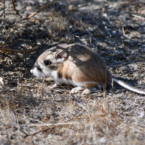 Antelope Plains 2021-07-31 001 k-rat
