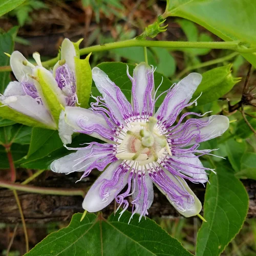 BS2_Passion_Flower