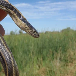 Giant garter snake