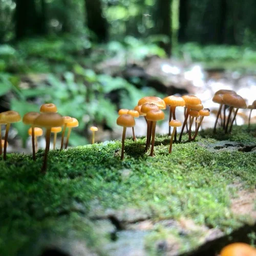 Schultz creek_mushrooms